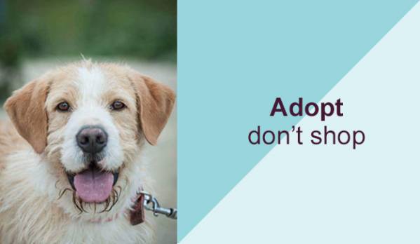 Adopt don't shop - Starlight Barking